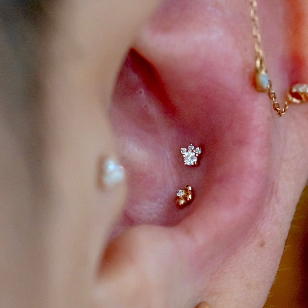 Conch Piercing